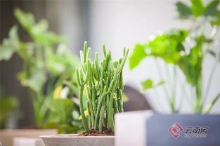 科技魅力下的植物盛宴 非遺復(fù)興中的盤(pán)龍與你相遇谷類(lèi)作物